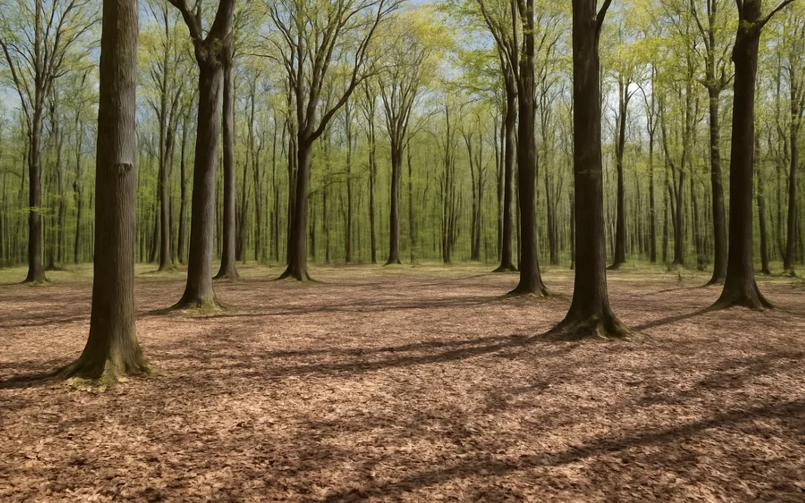 Wooded land in Androscoggin County